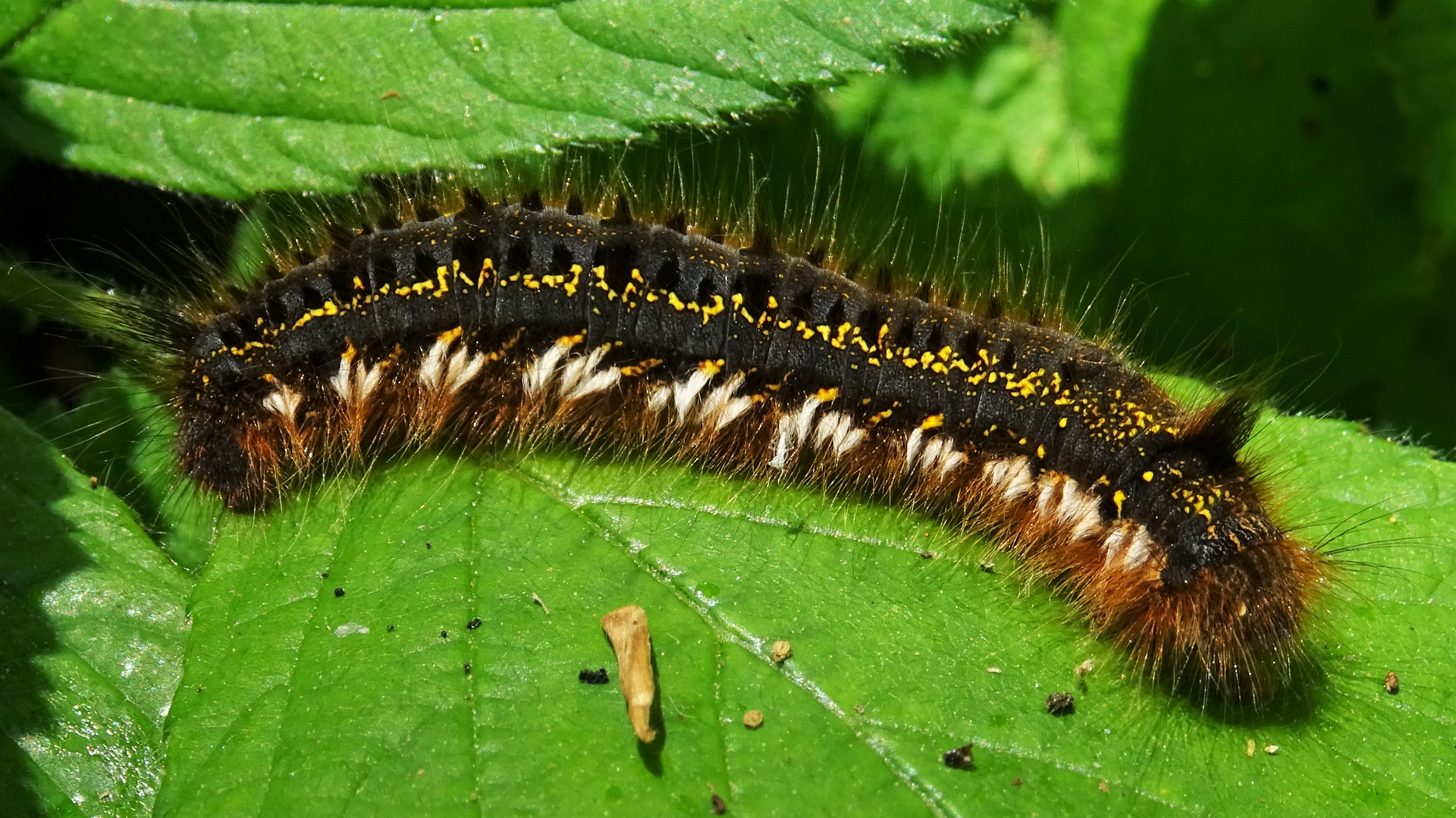 caterpillar