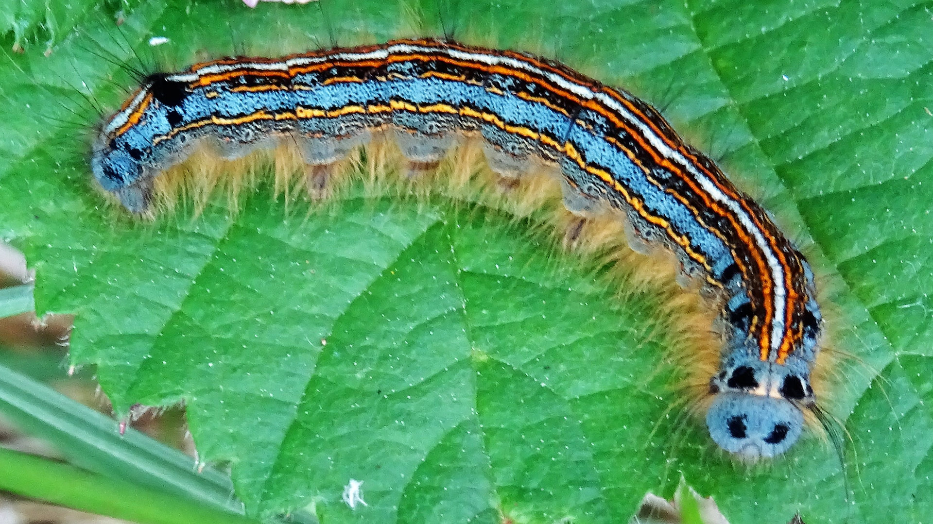 caterpillar