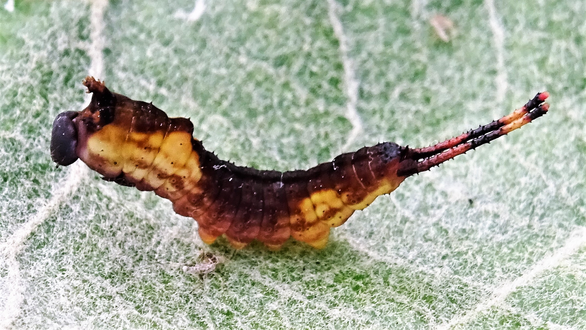 caterpillar