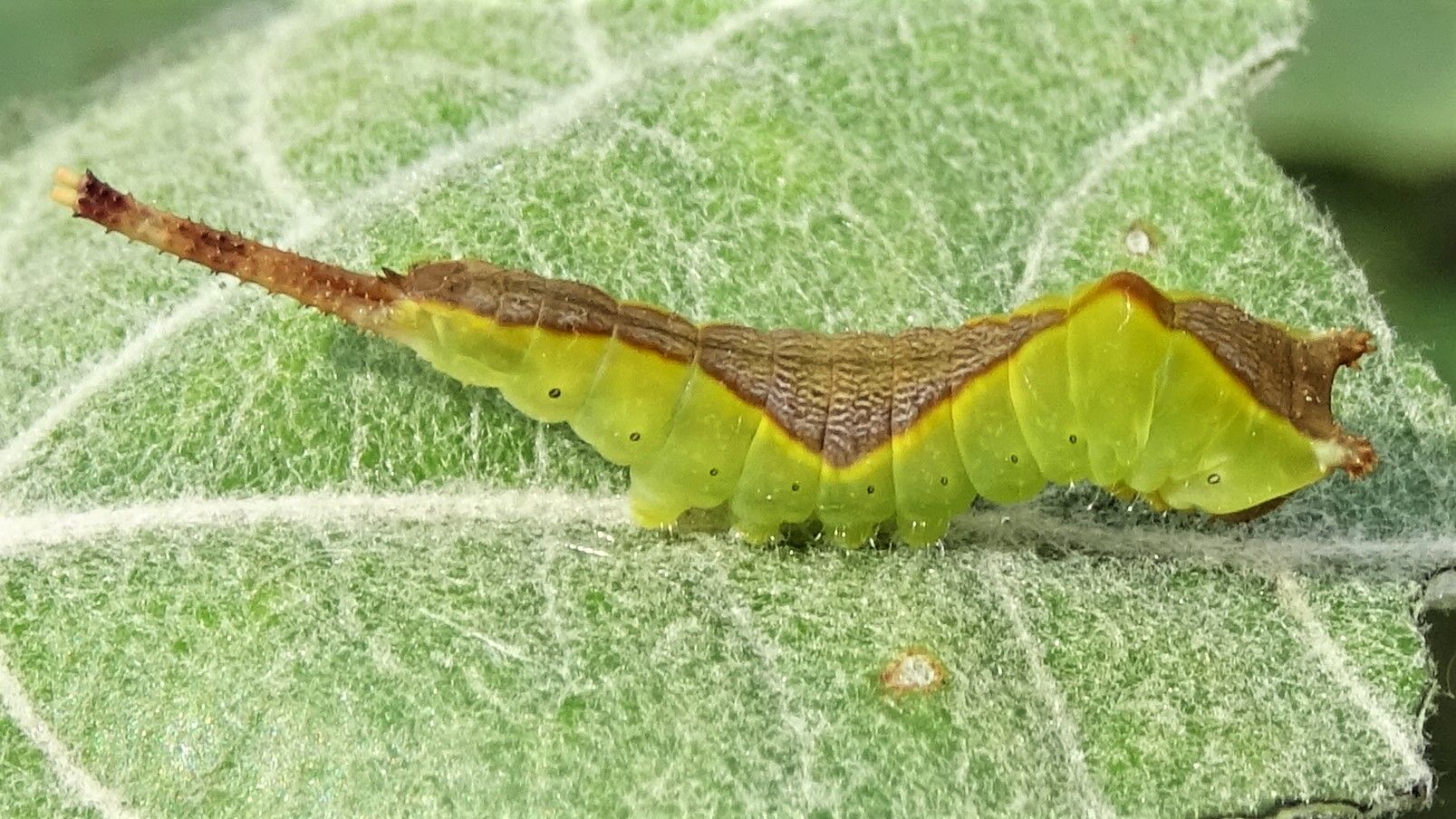 caterpillar