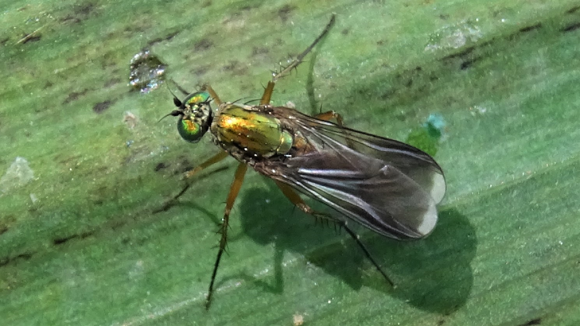 Semaphore Fly