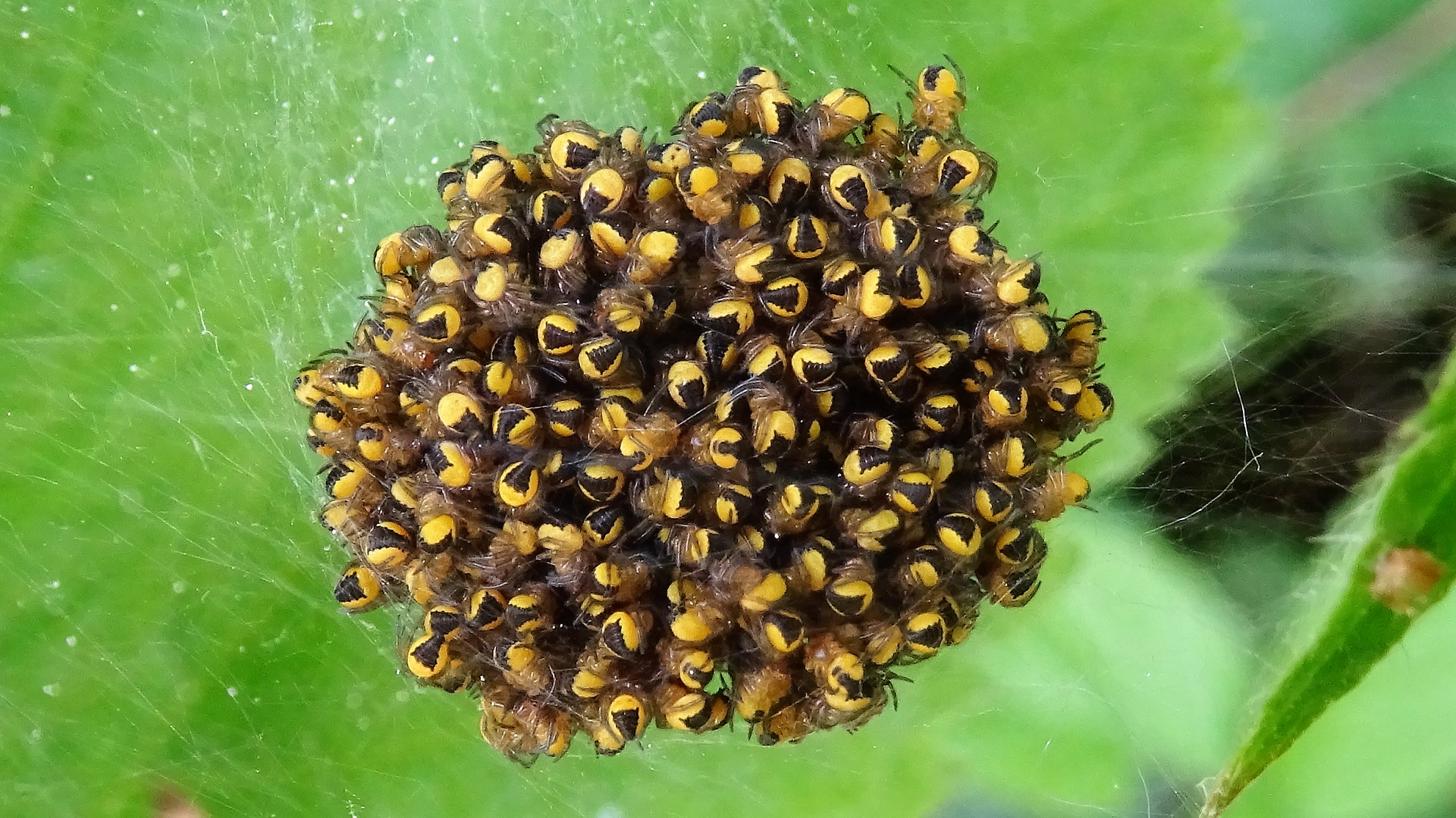 Garden Orb-Web Spider 