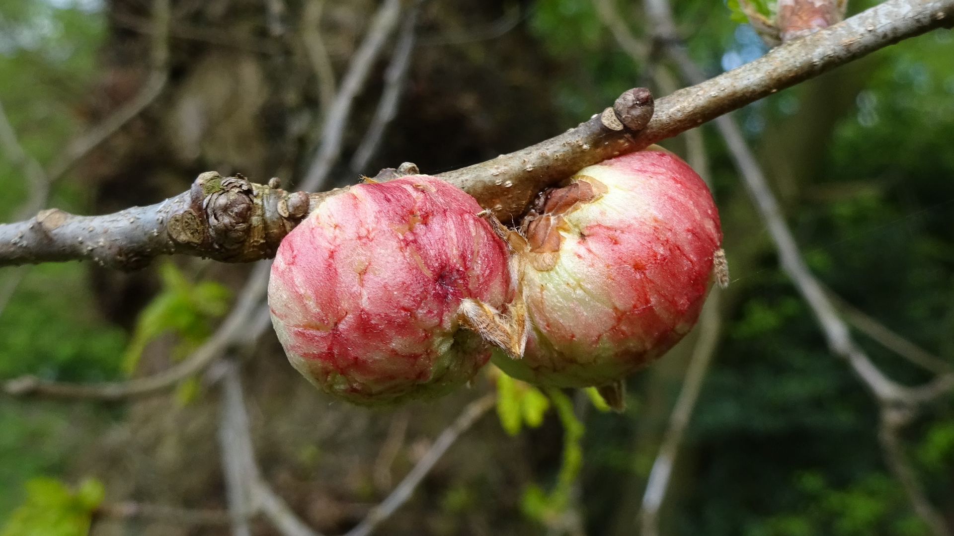 Oak Apple