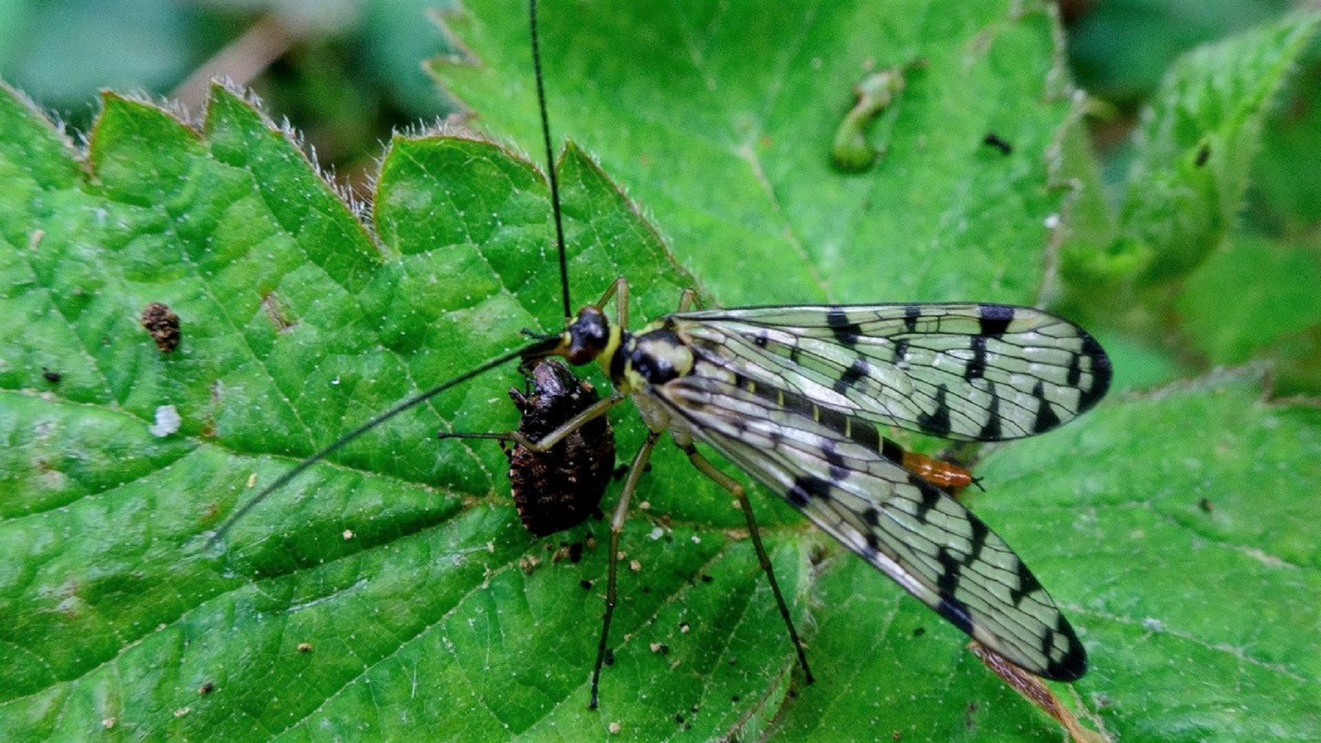 Scorpionfly