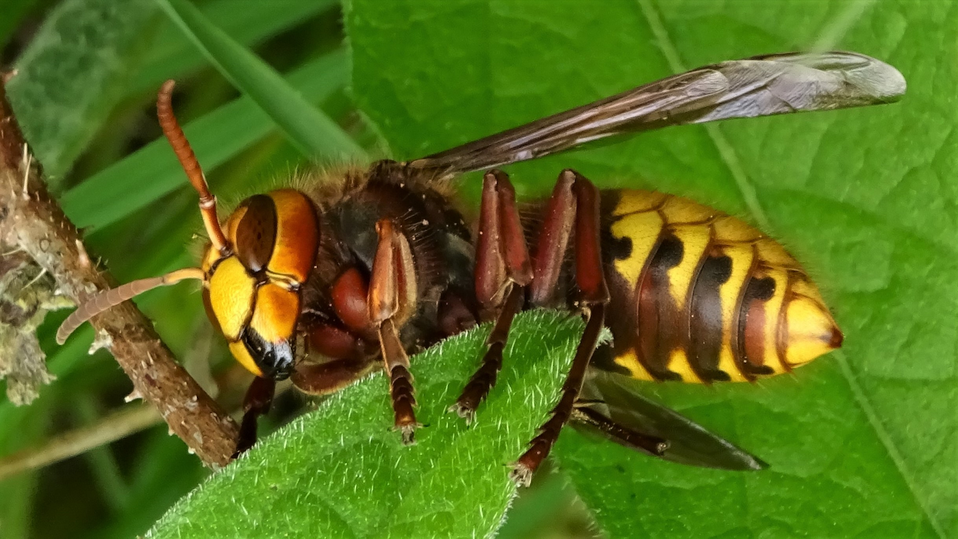 European Hornet
Vespa crabro