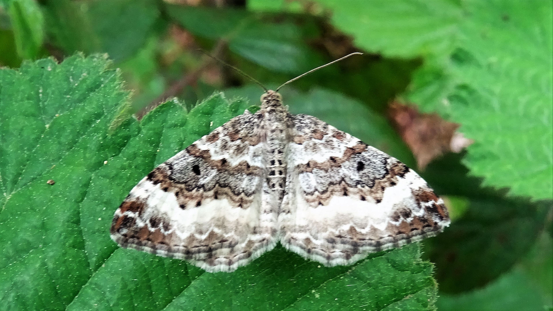 Common Carpet