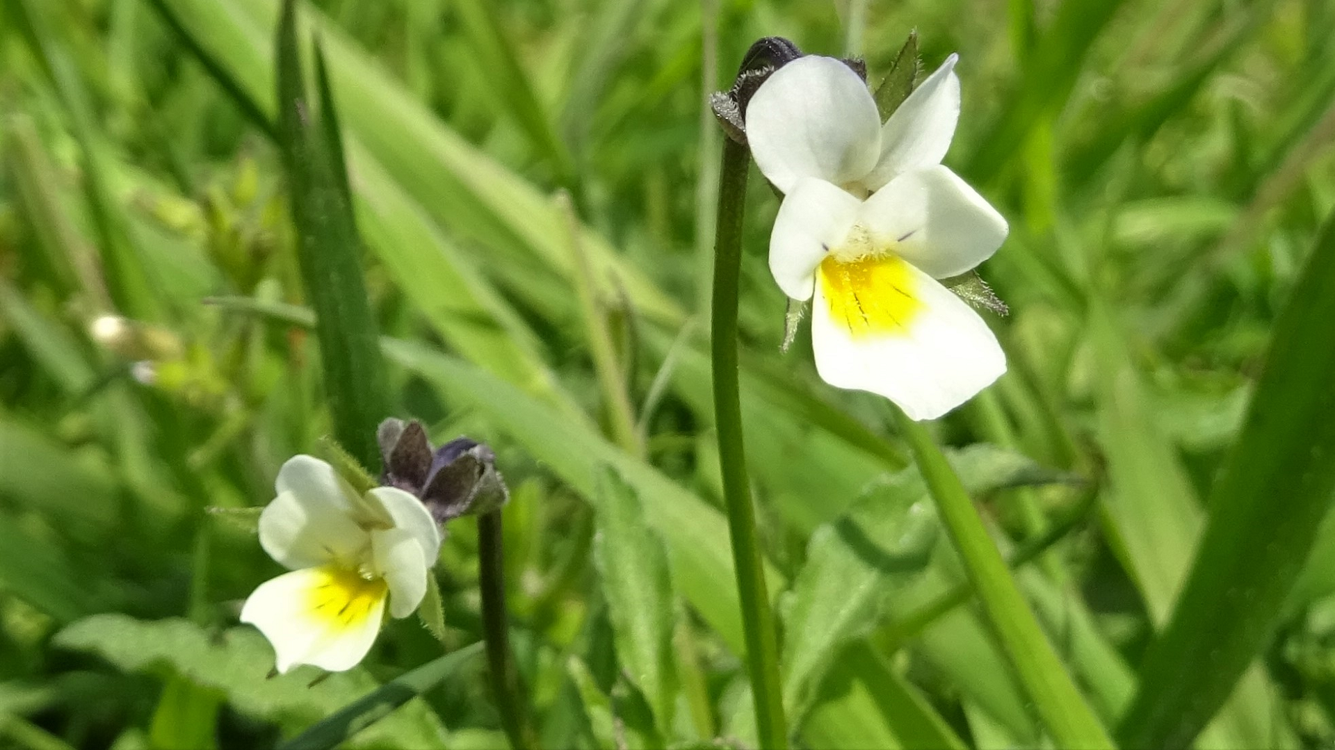 Field Pansy