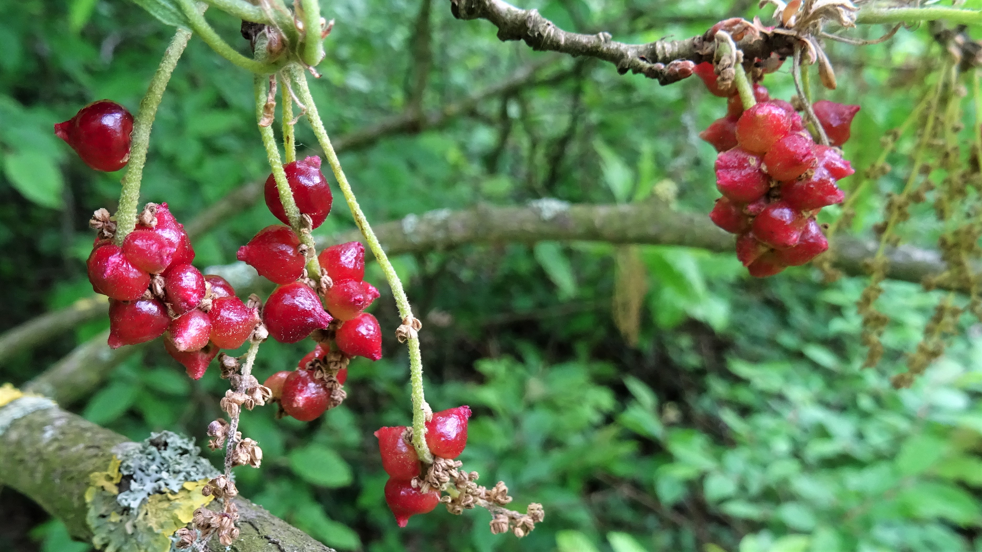 Gooseberry Gall