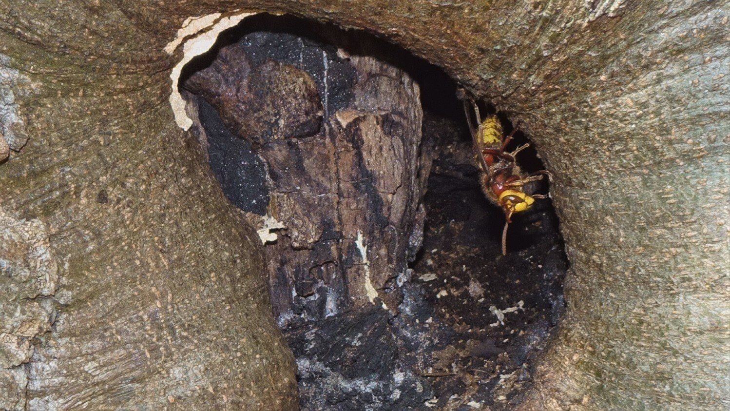 European Hornet
Vespa crabro