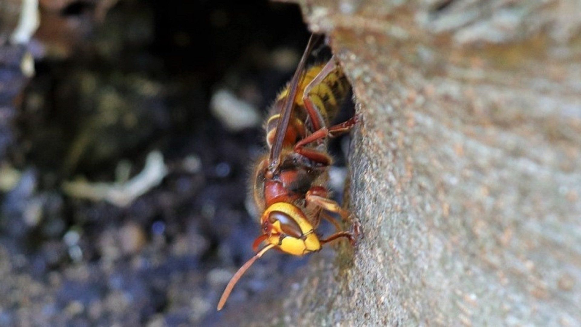 European Hornet
Vespa crabro
