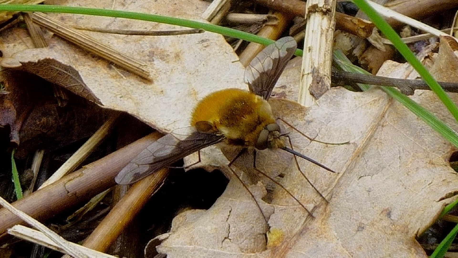 Bombylius major