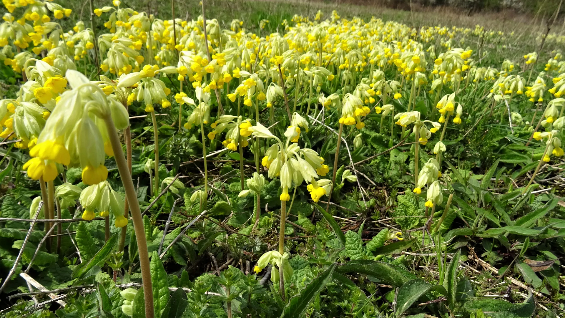 Cowslip