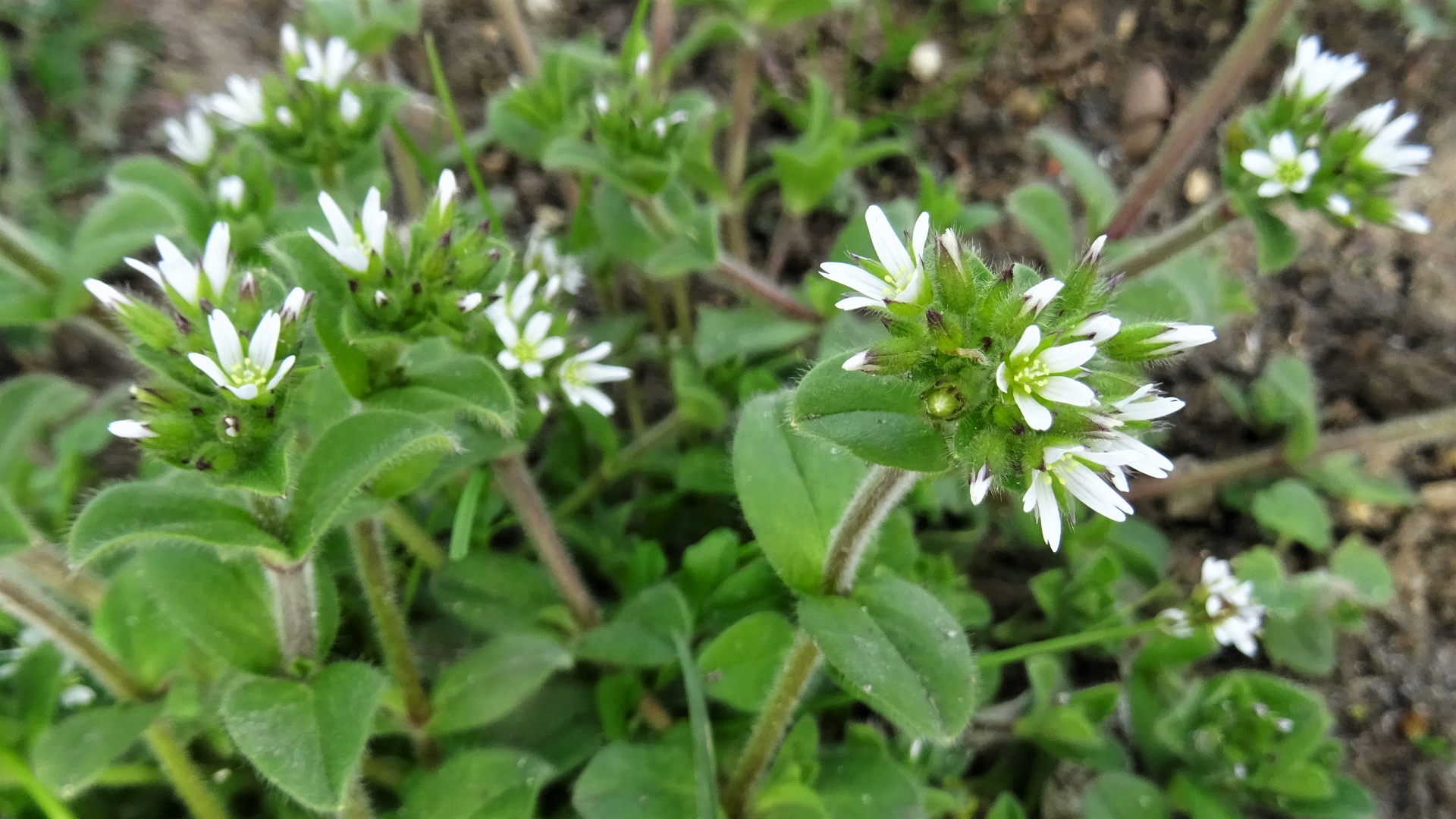 Sticky Mouse-ear 