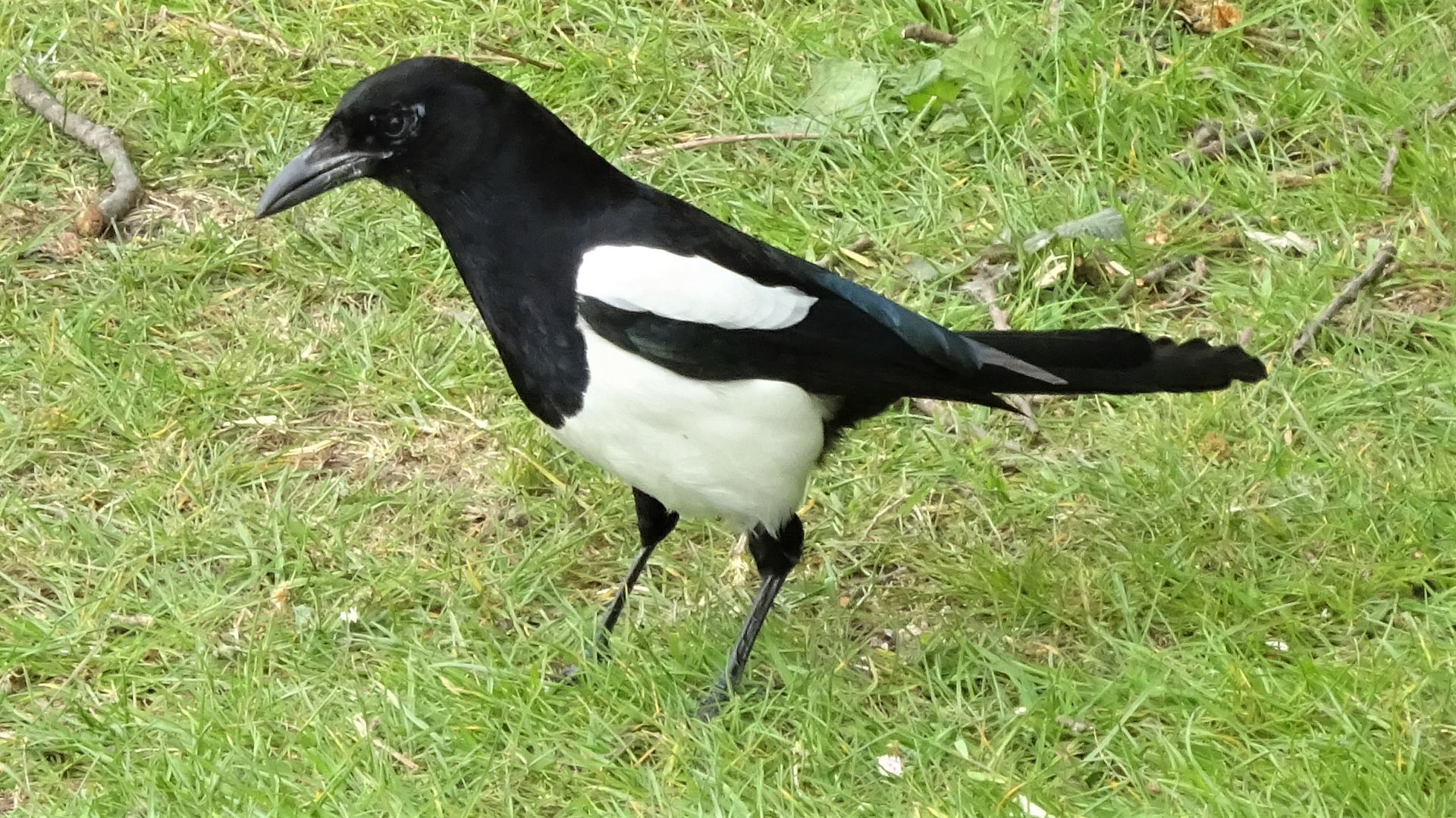 Magpie