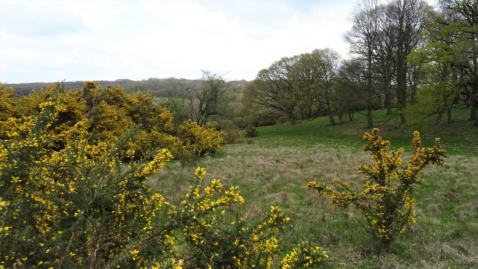 European Gorse 