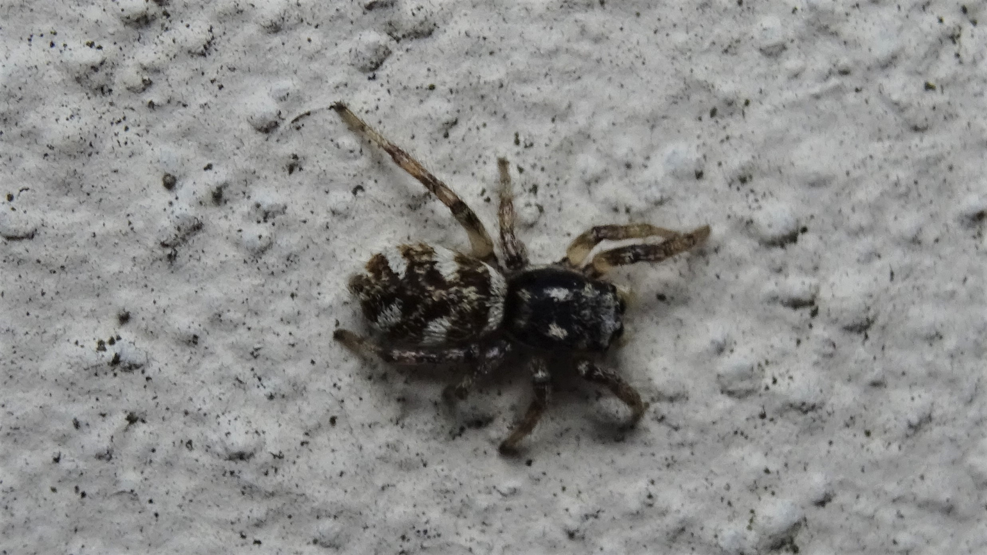 Zebra Spider 