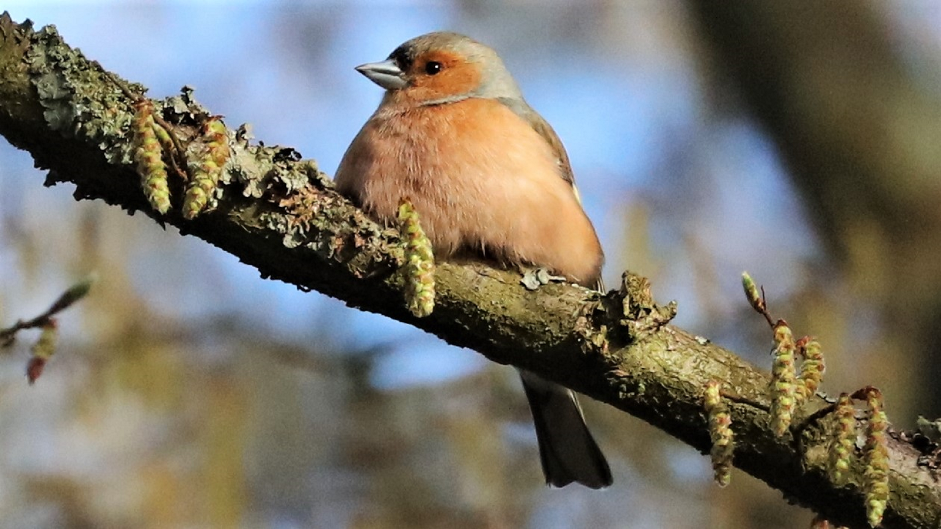 Chaffinch