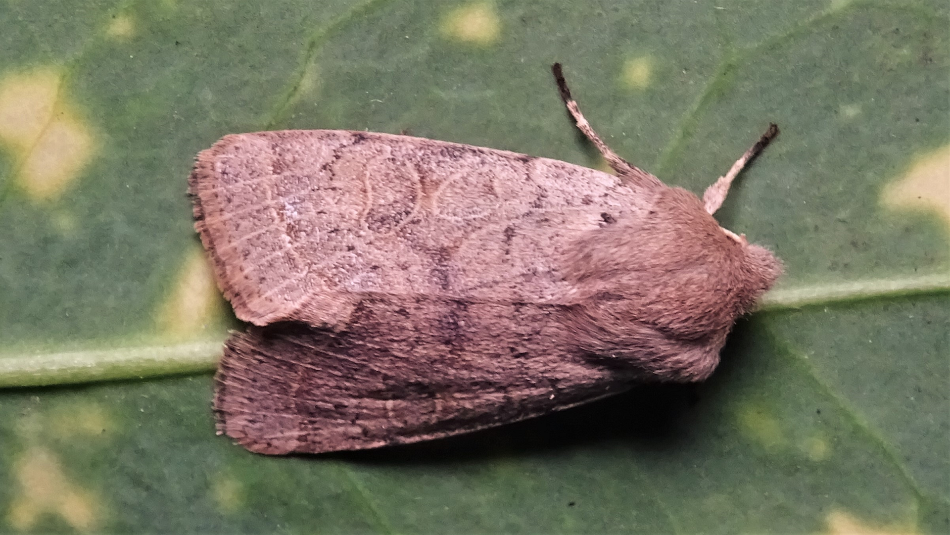 Common Quaker