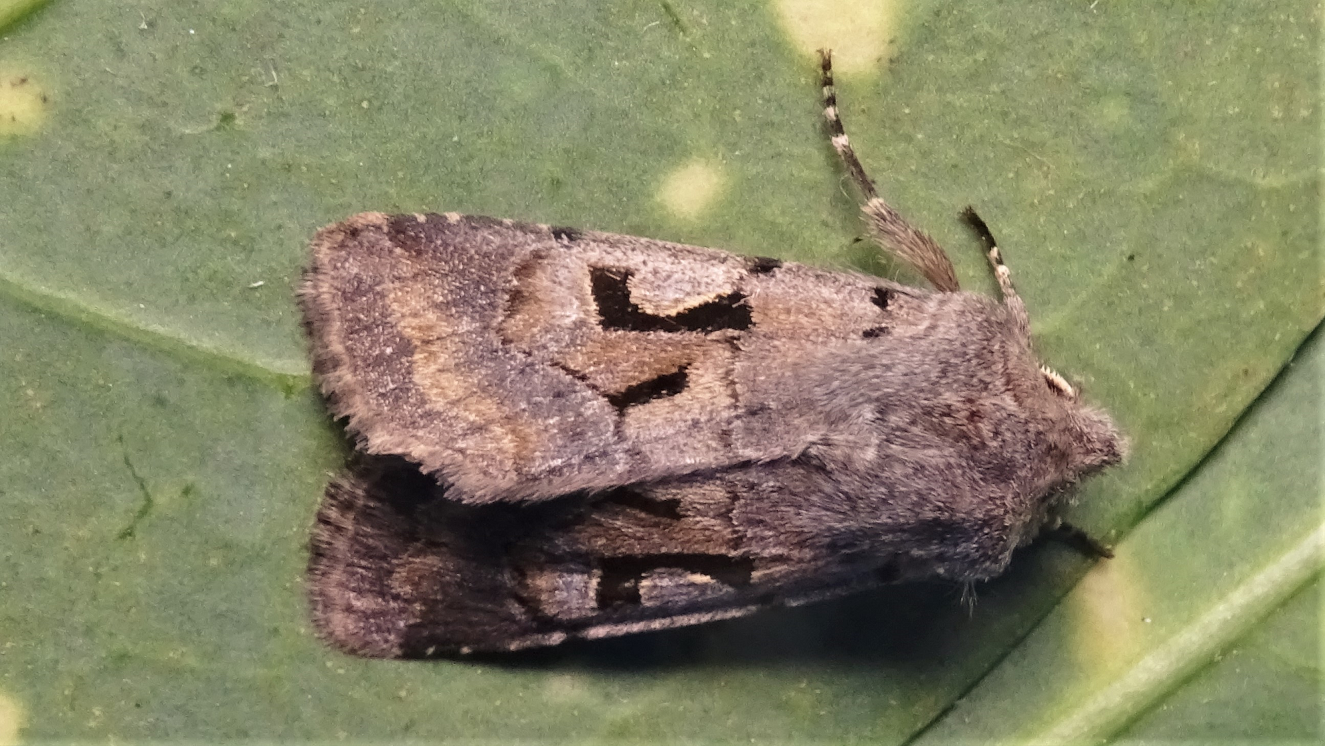 Hebrew Character