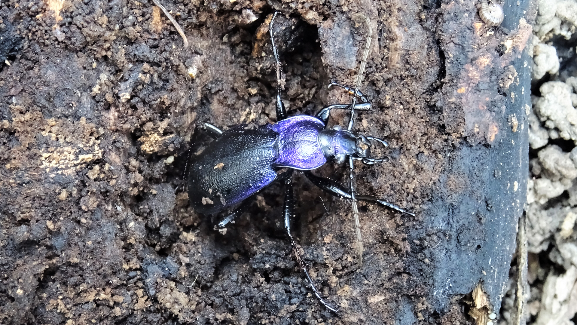 GROUND BEETLE