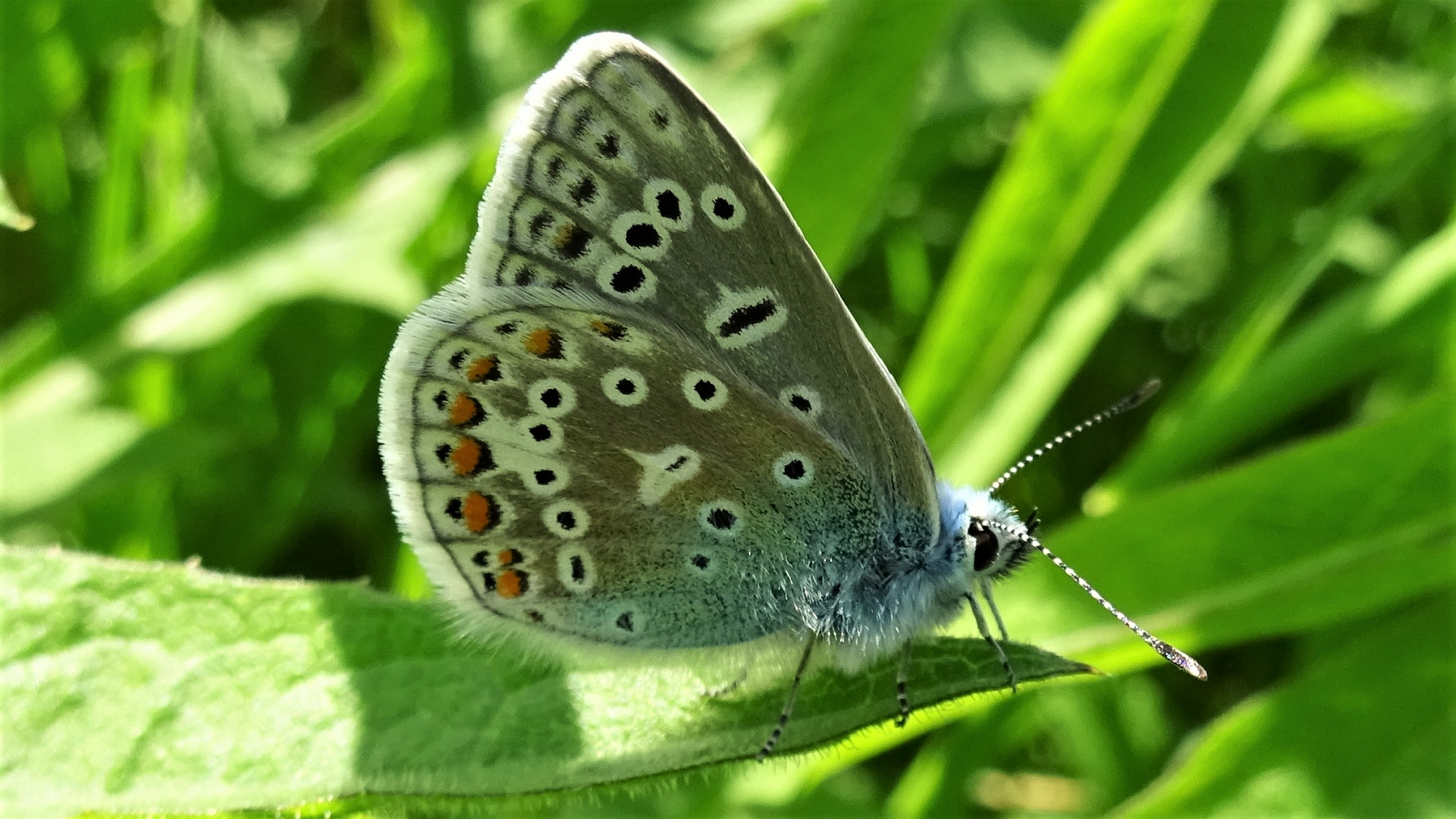 Common Blue  Polyommatus icarus