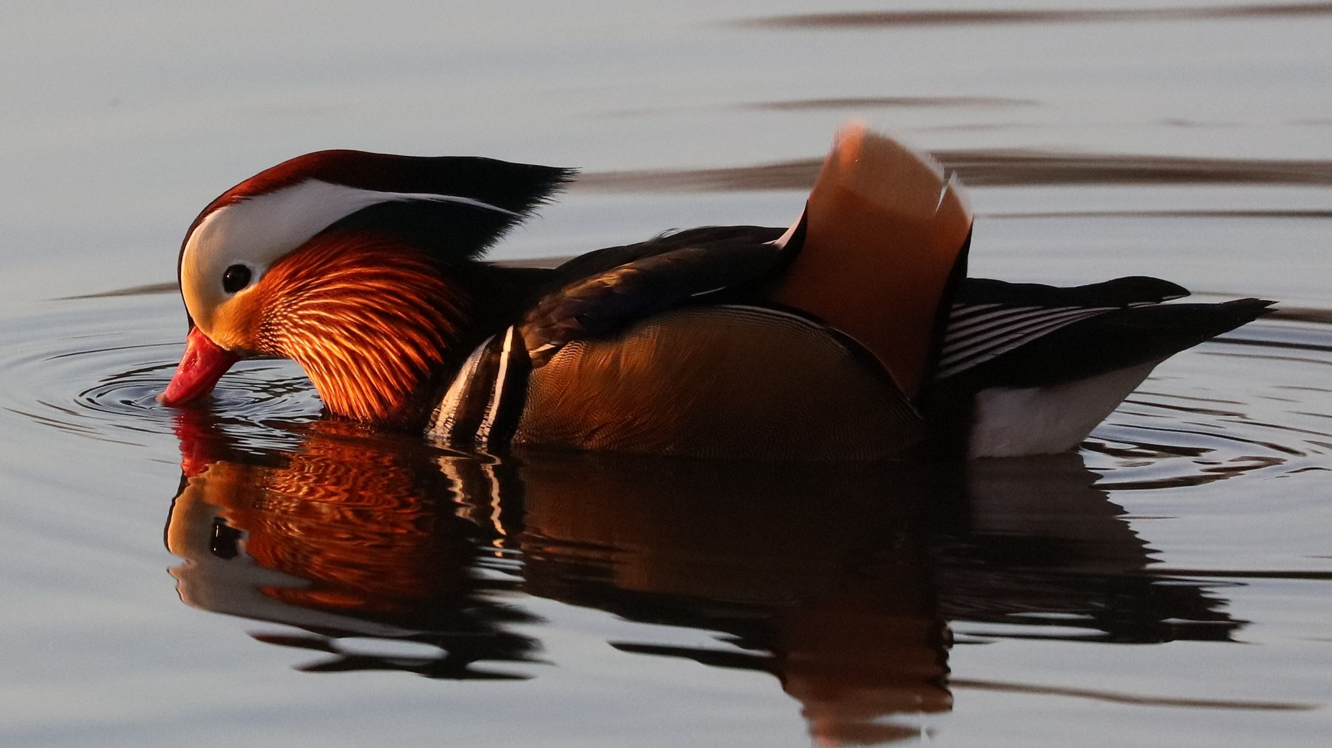 mandarin duck