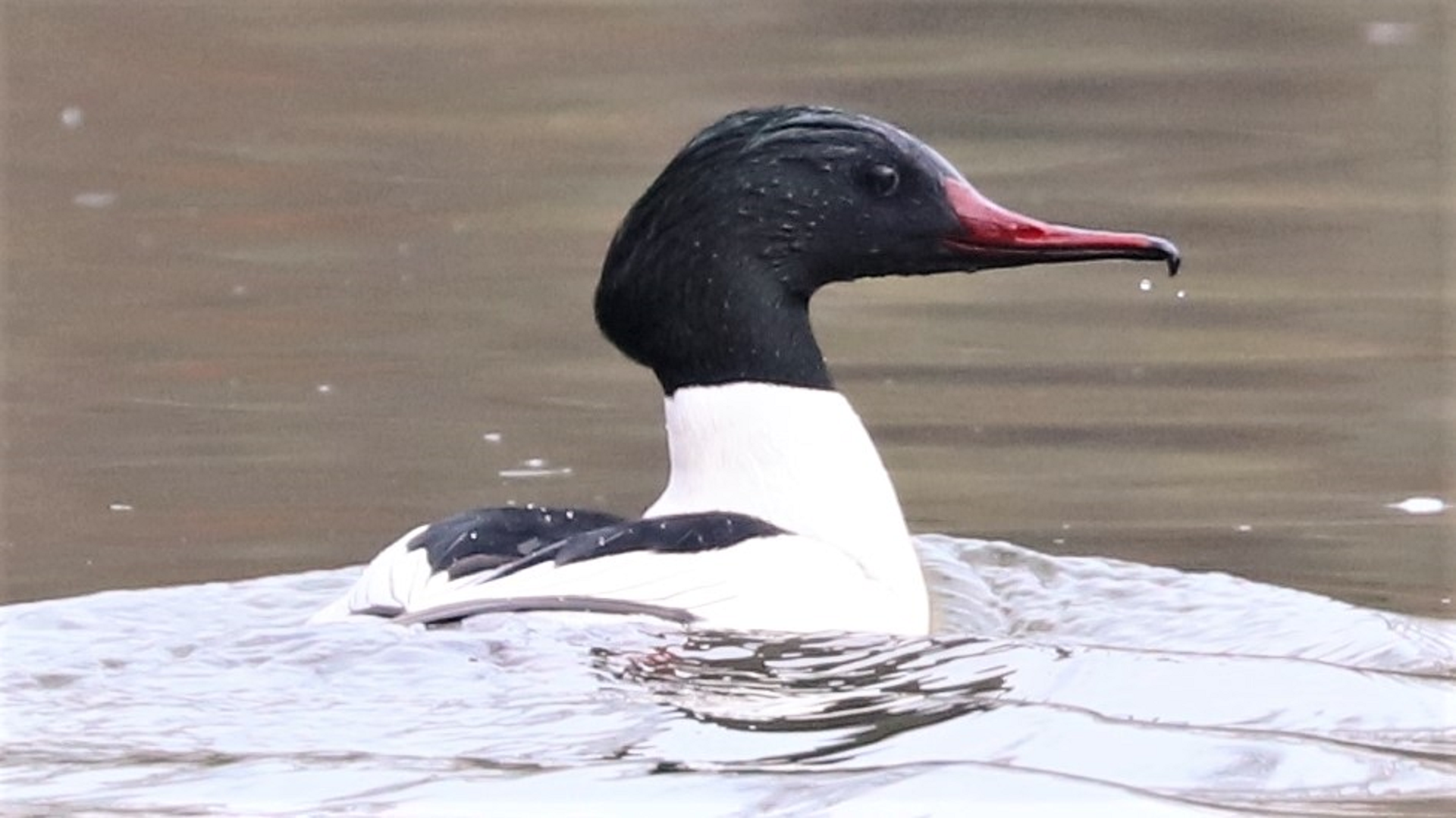 goosander