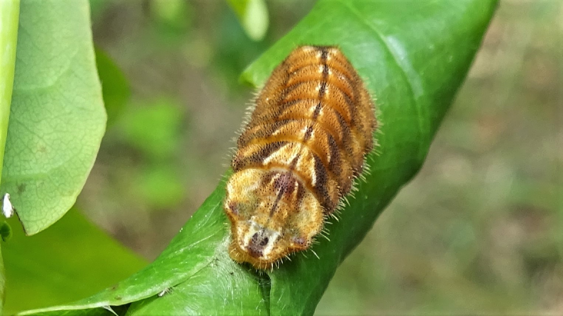 Purple Hairsteak Favonius quercus