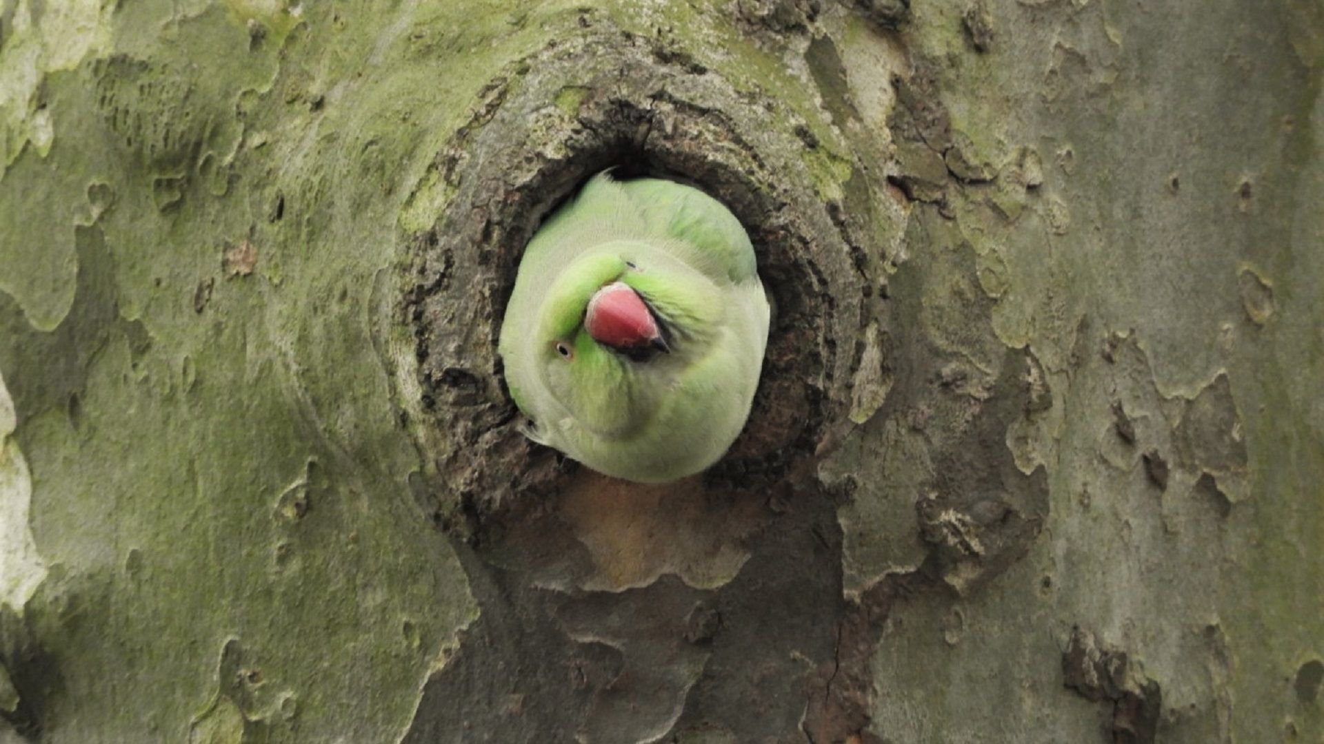 Ring-necked Parakeet