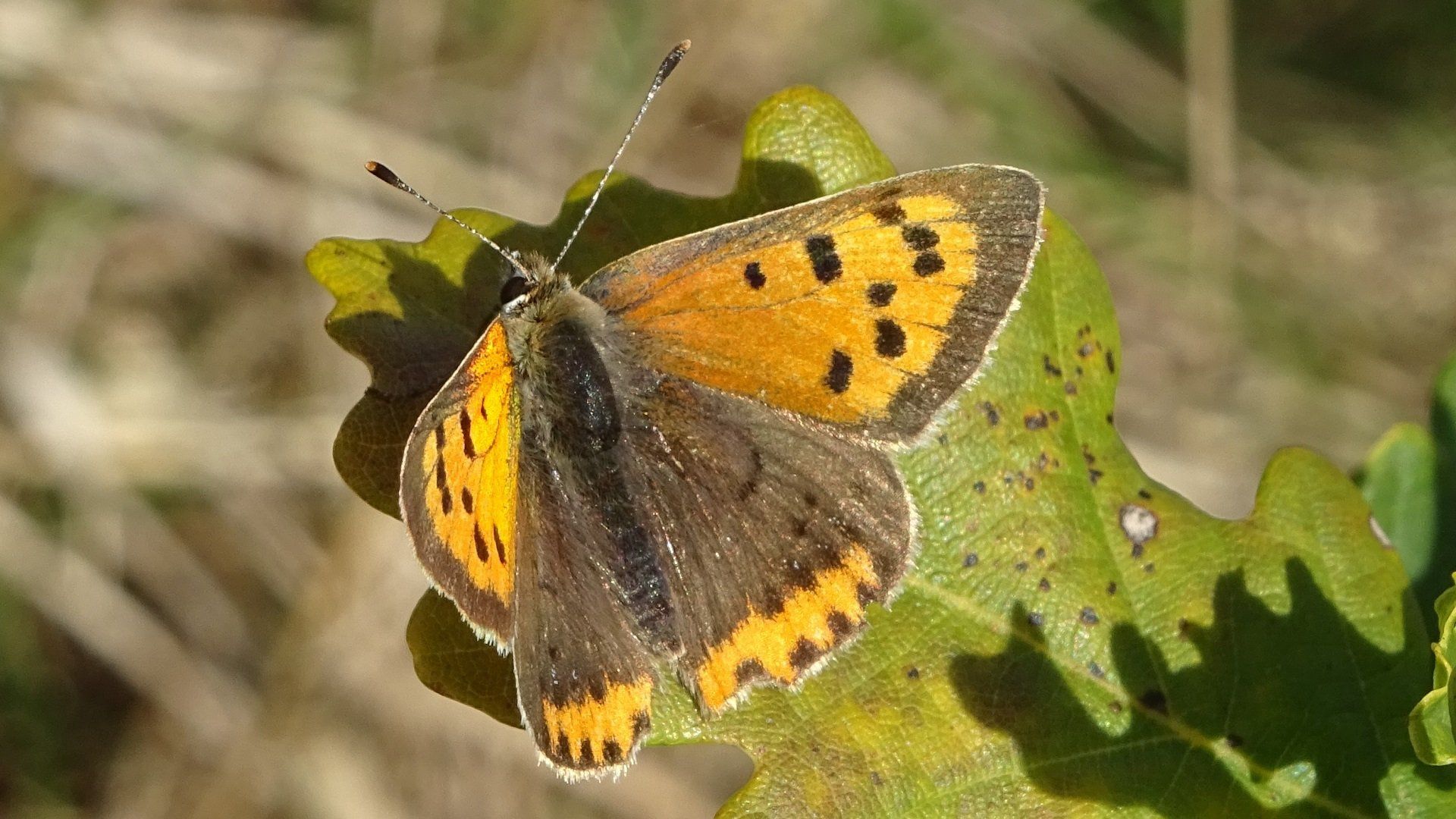 Small Copper Lycaena phlaeas