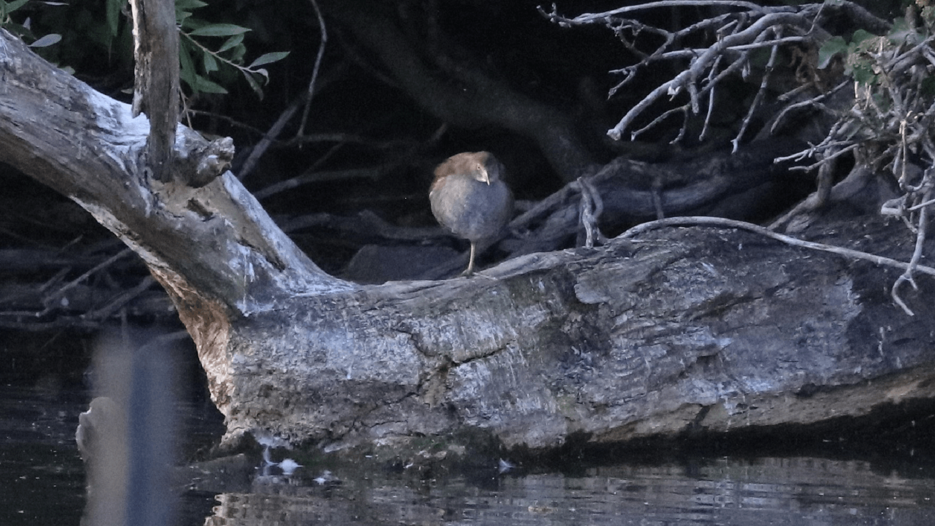 dabchick