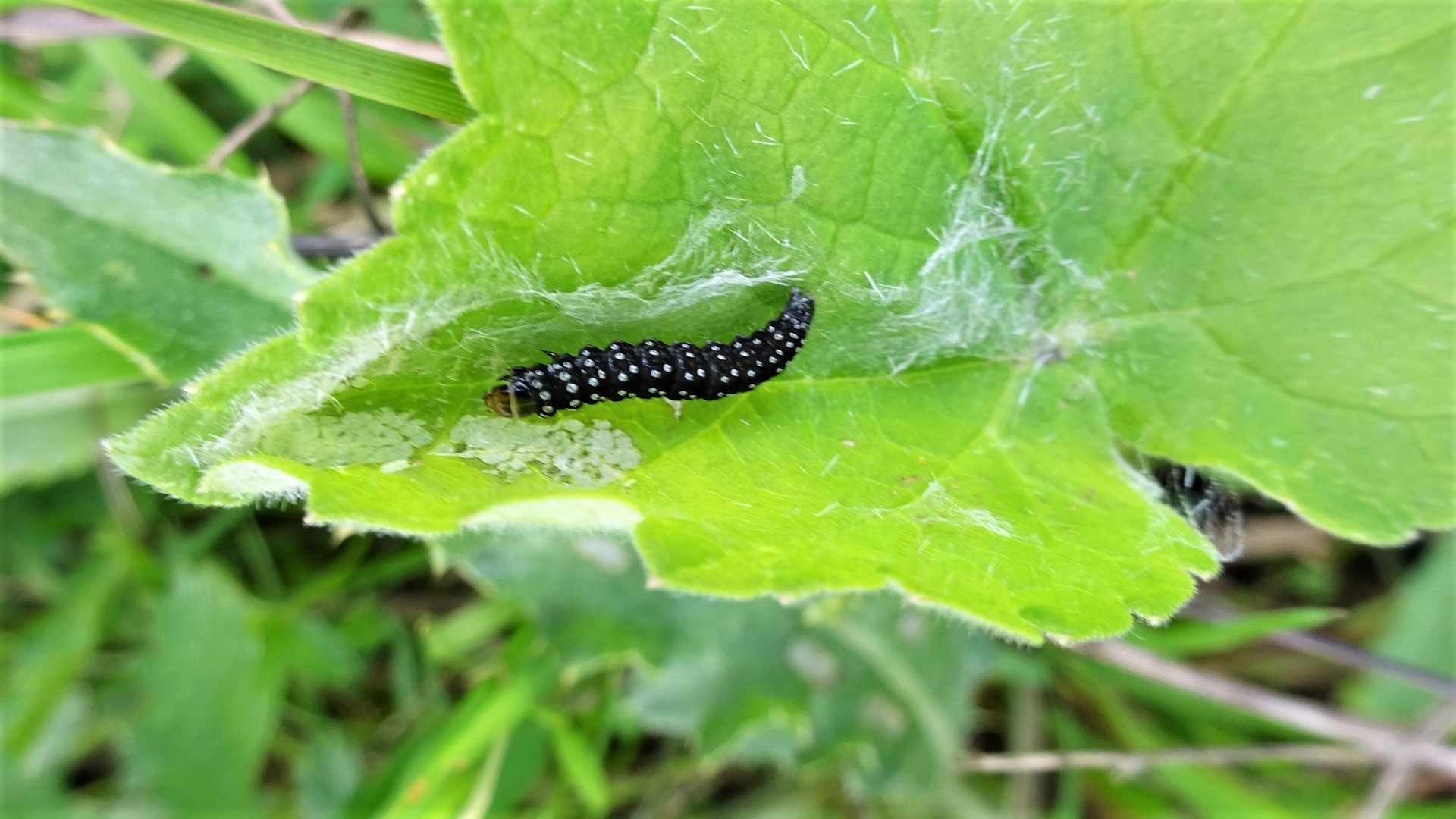 caterpillar