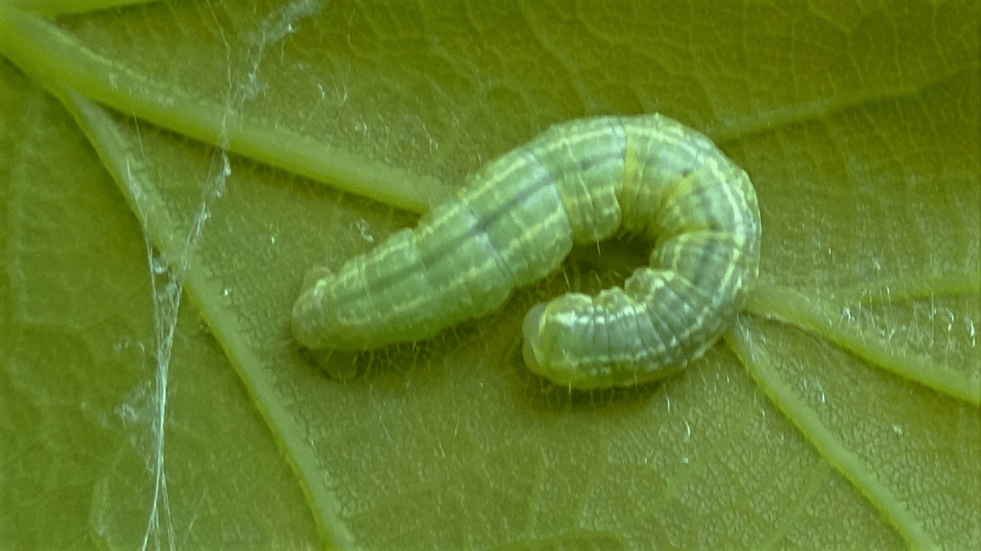 caterpillar