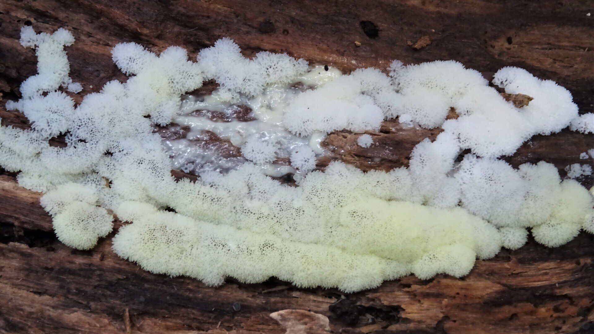 Ceratiomyxa porioides