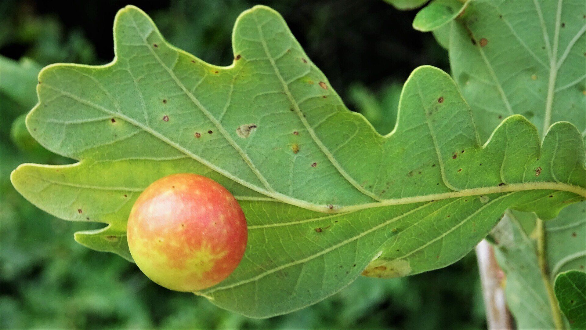 Cherry Gall 