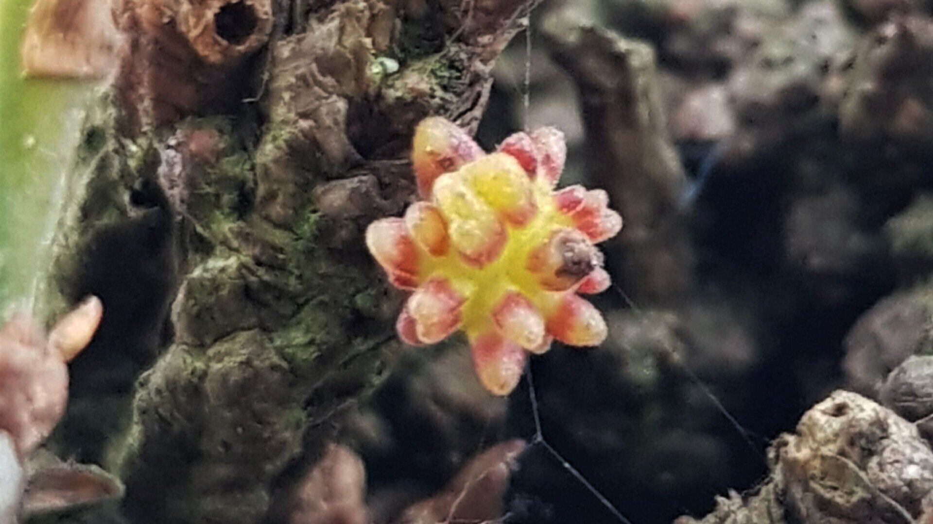 Rosebud Gall 