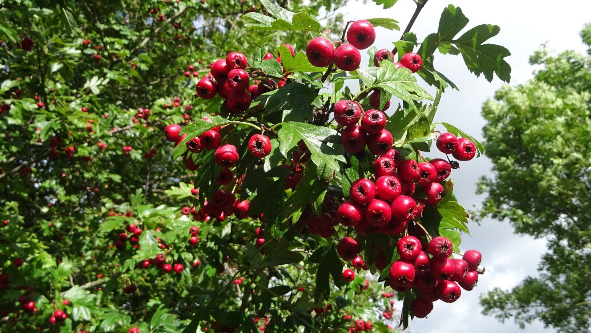 Common Hawthorn