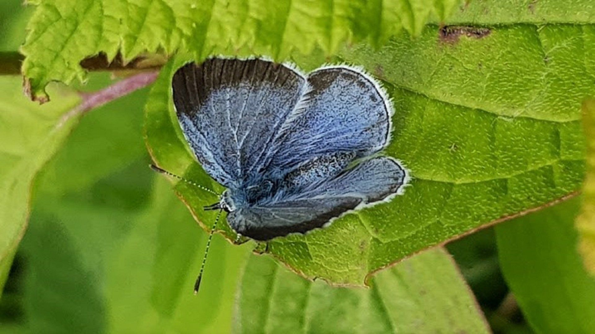 Holly Blue Celastrina argiolus