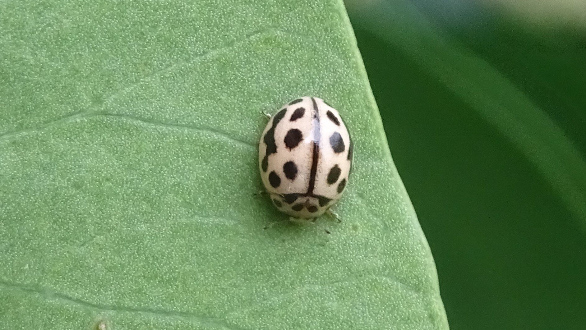 Ladybird