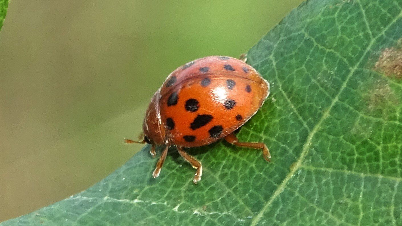 Ladybird