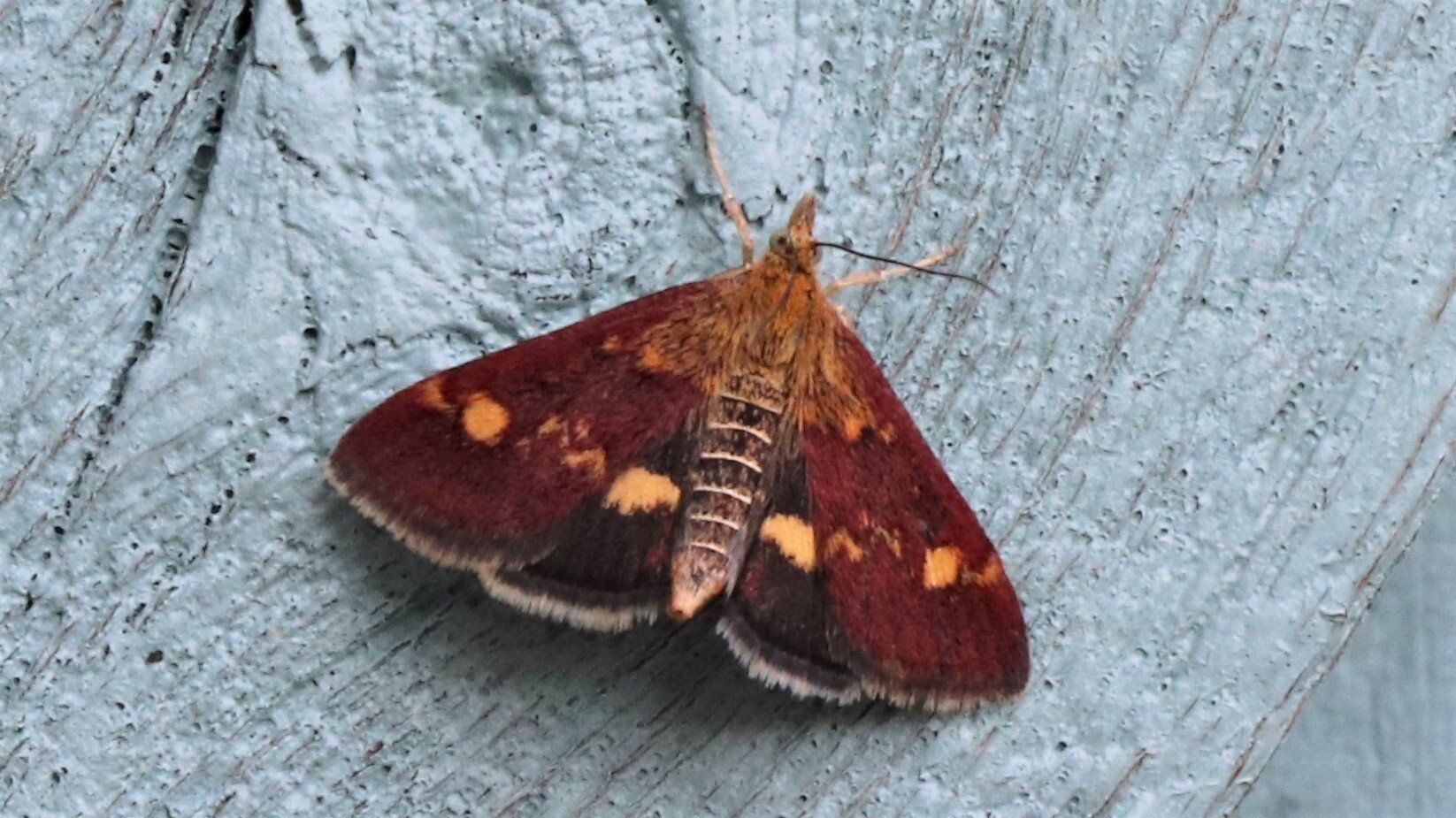 Mint Moth
Pyrausta aurata