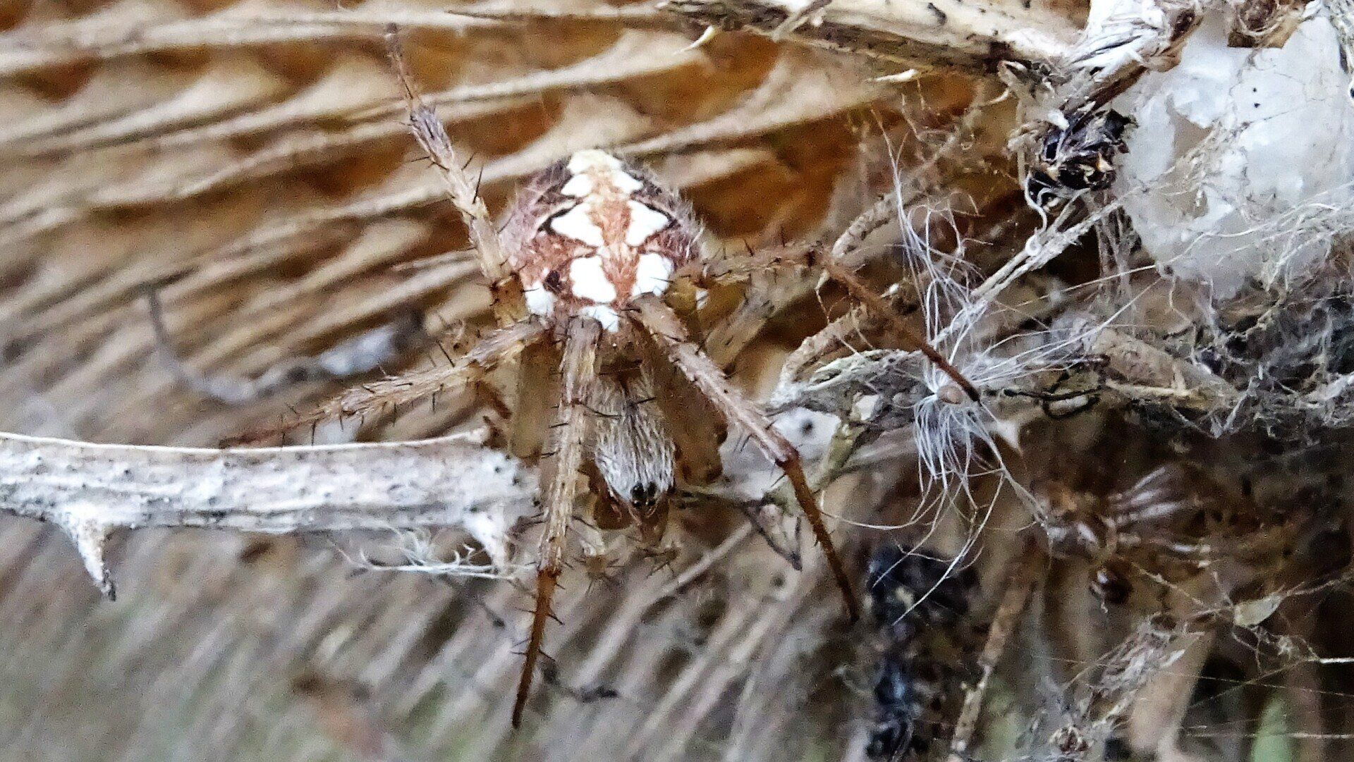 Bordered Orb-weaver