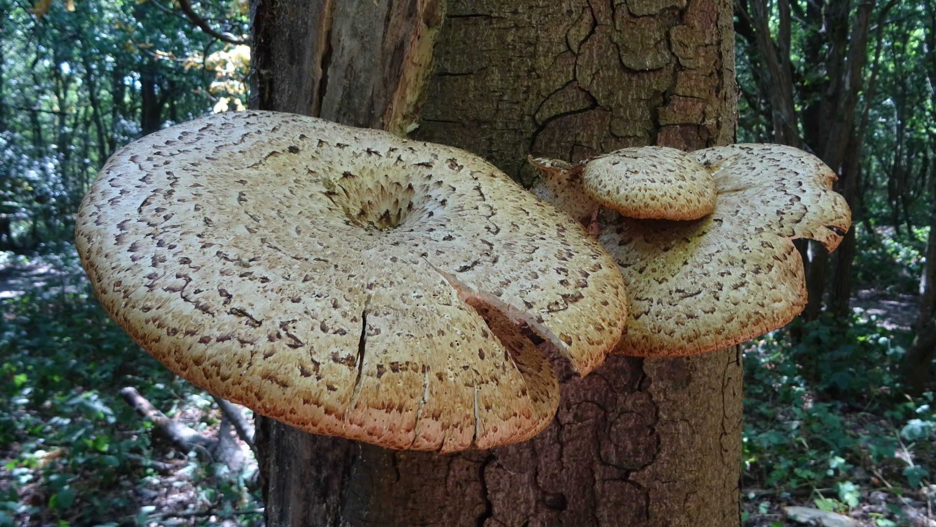 Dryad's Saddle