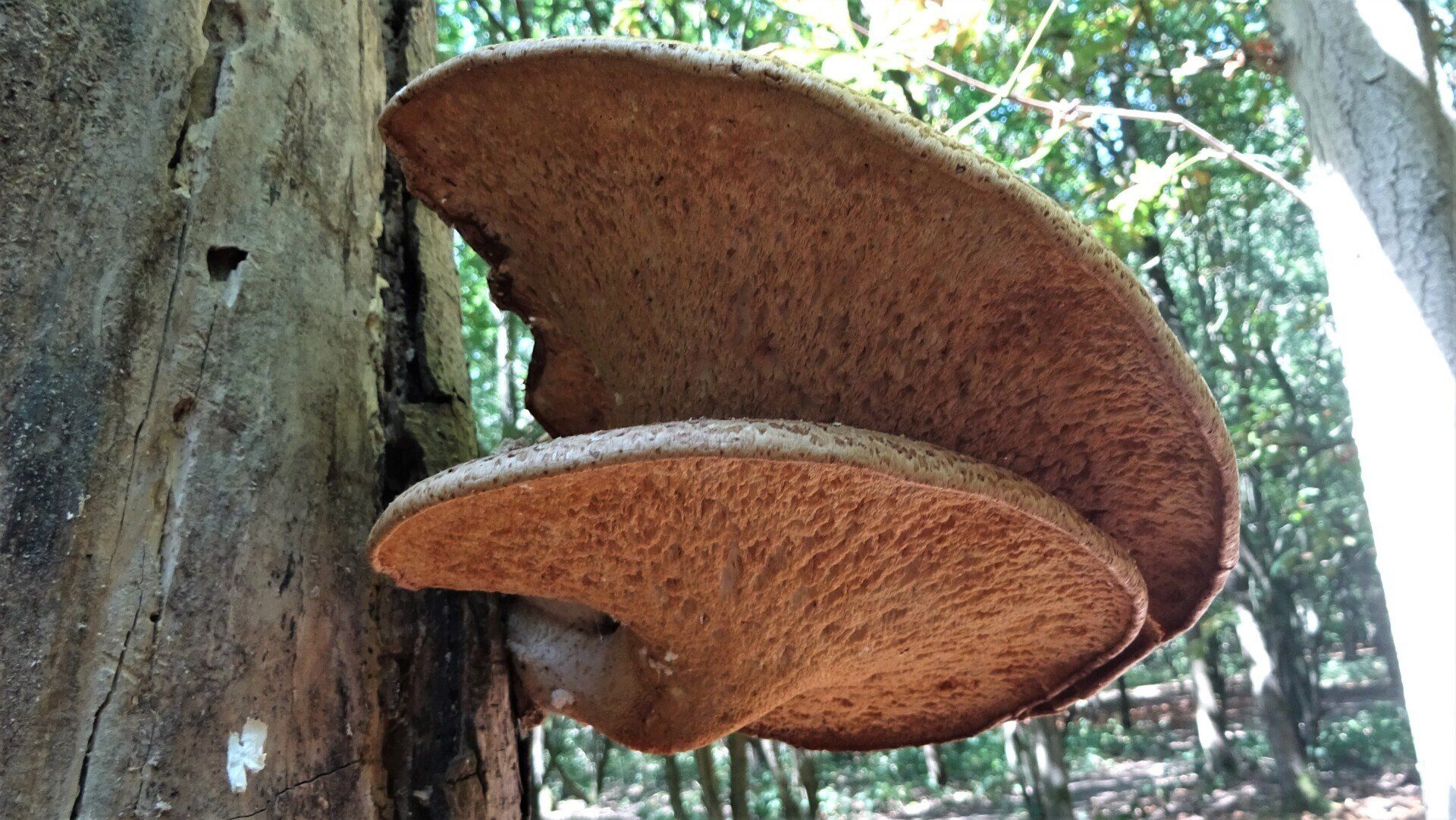 Dryad's Saddle