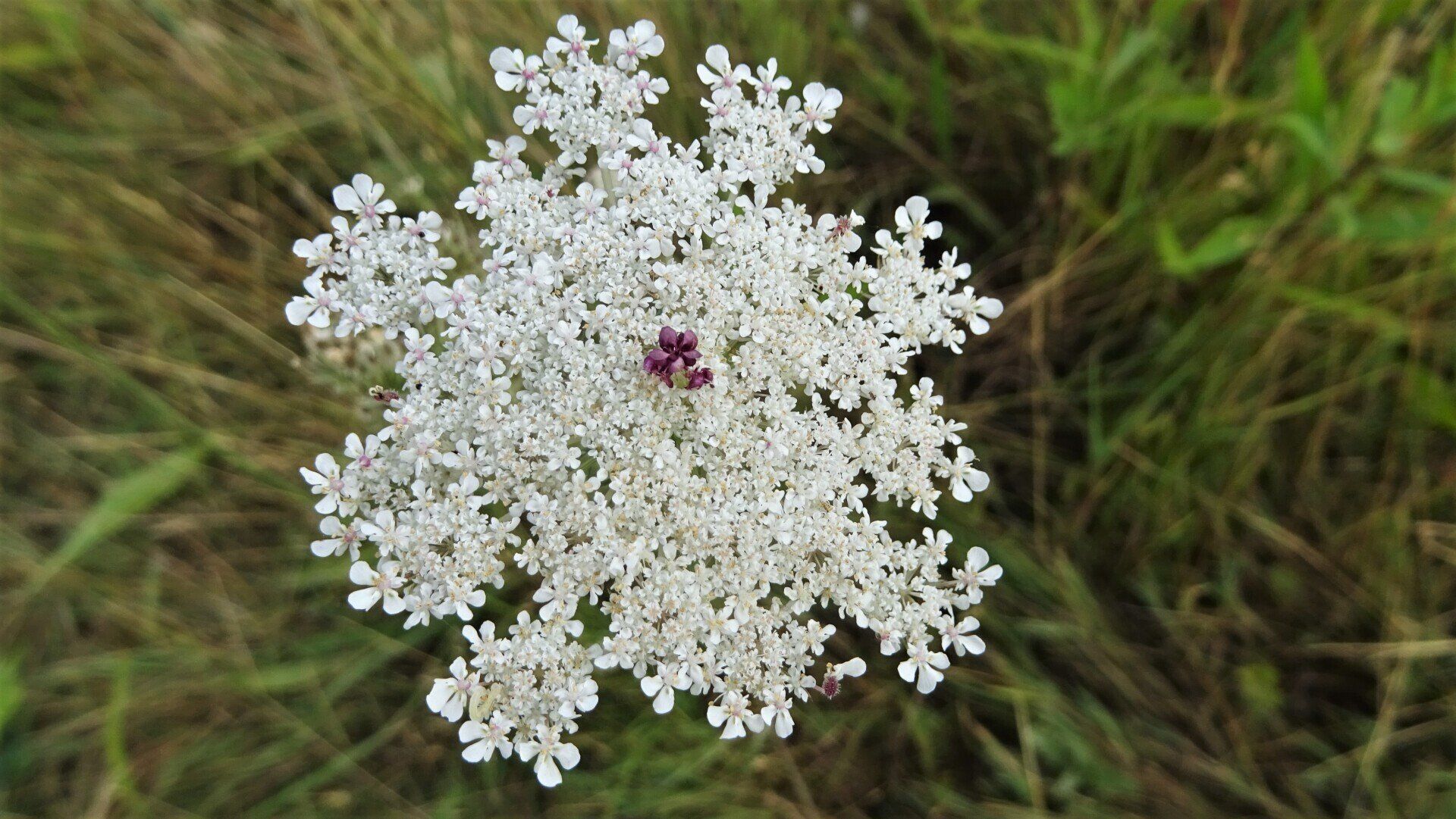 Wild Carrot