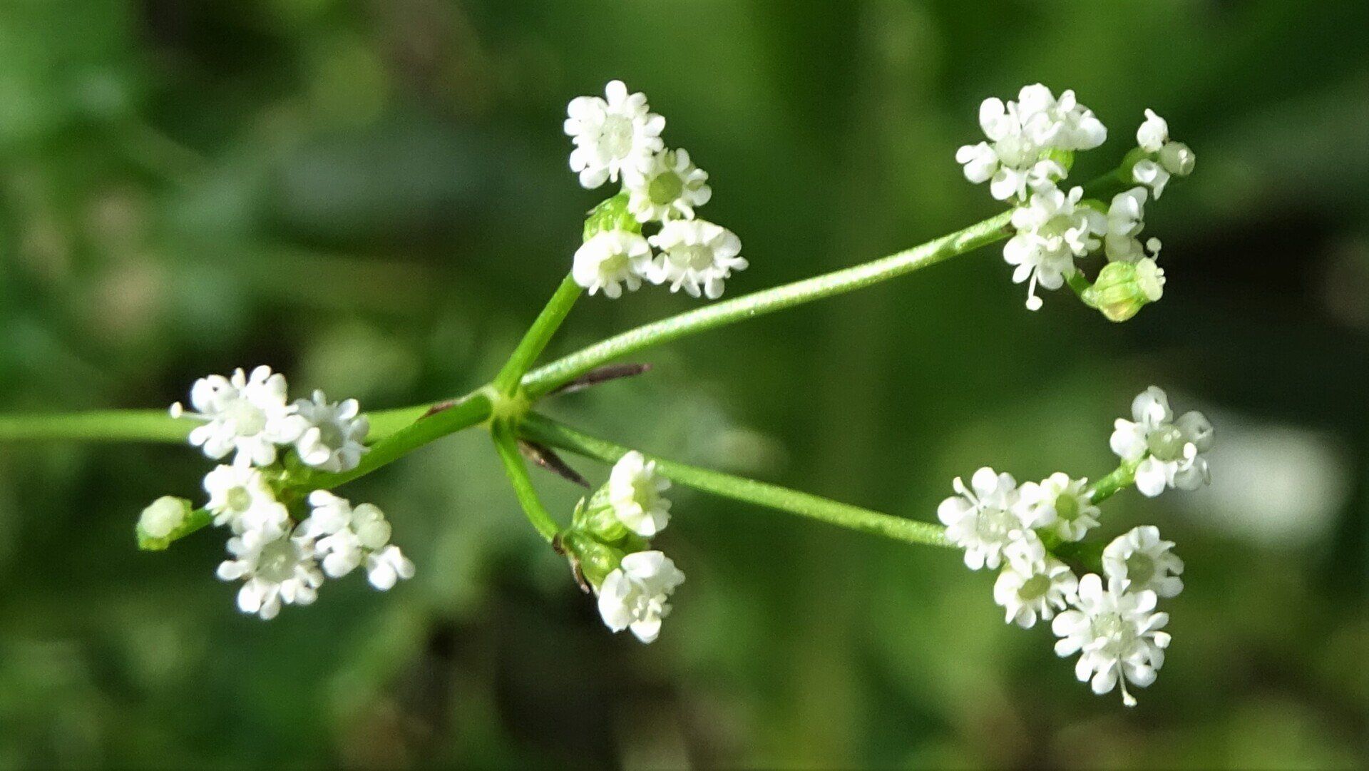 Stone Parsley