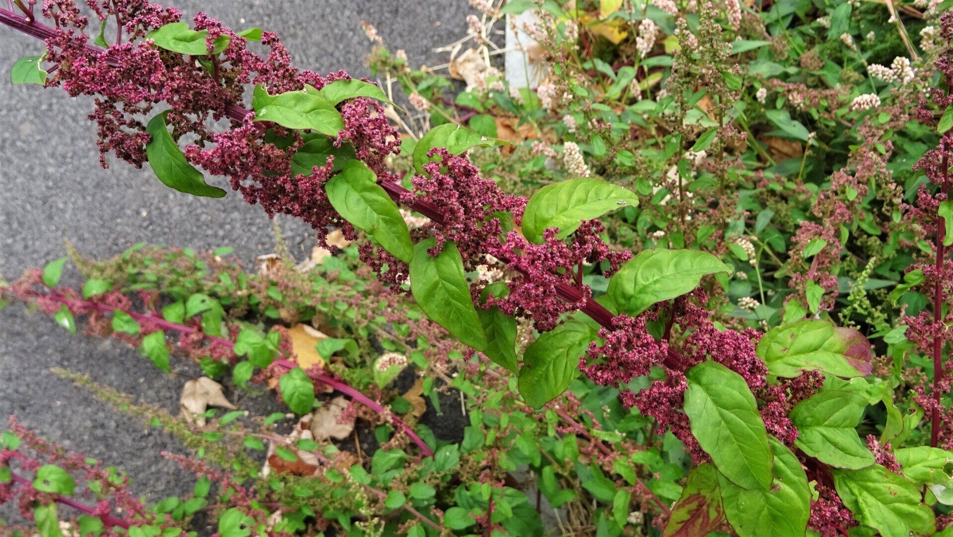 Many-seeded Goosefoot 