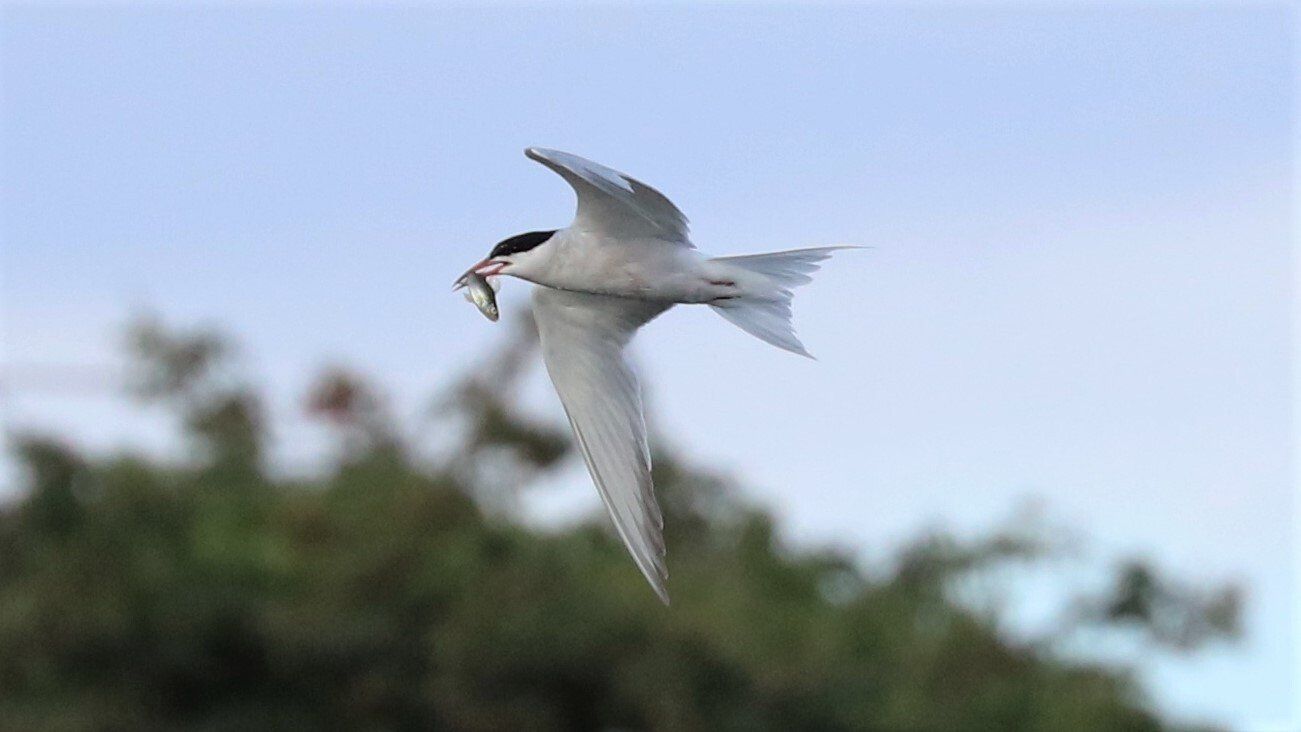 Common Tern