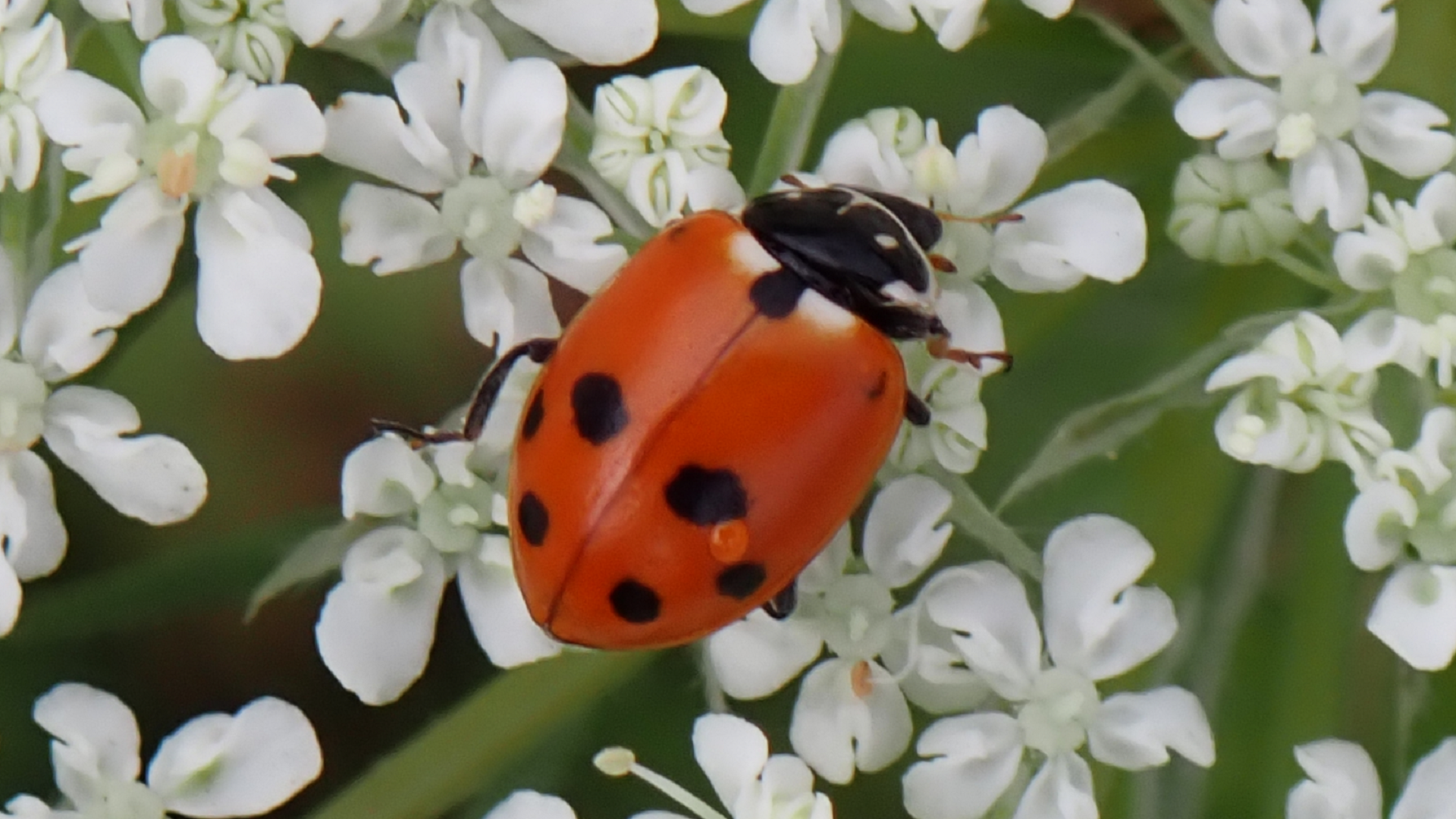 Adonis Ladybird
Hippodamia variegata