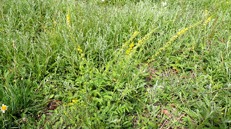 Agrimony
Agrimonia eupatoria